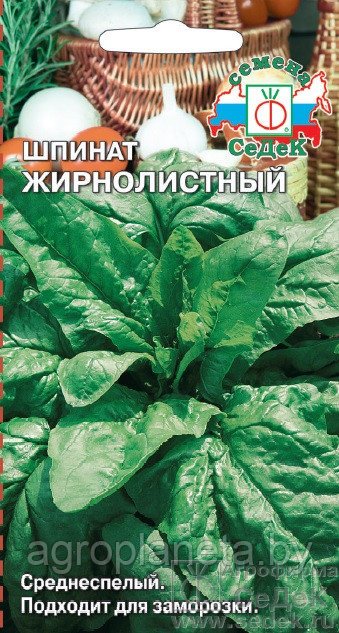 Шпинат ЖИРНОЛИСТНЫЙ, 2г