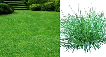 Полевица тонкая Хайлэнд  1кг США