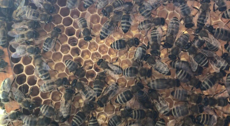 Прополис Пчелиный 50гр. 100% Натуральный! - фото 2 - id-p122343779
