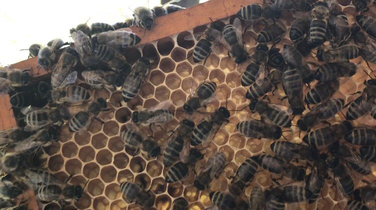 Прополис Пчелиный 50гр. 100% Натуральный! - фото 4 - id-p122343779