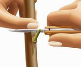 Черенки районированных сортов груши для прививки (окулировки), фото 5