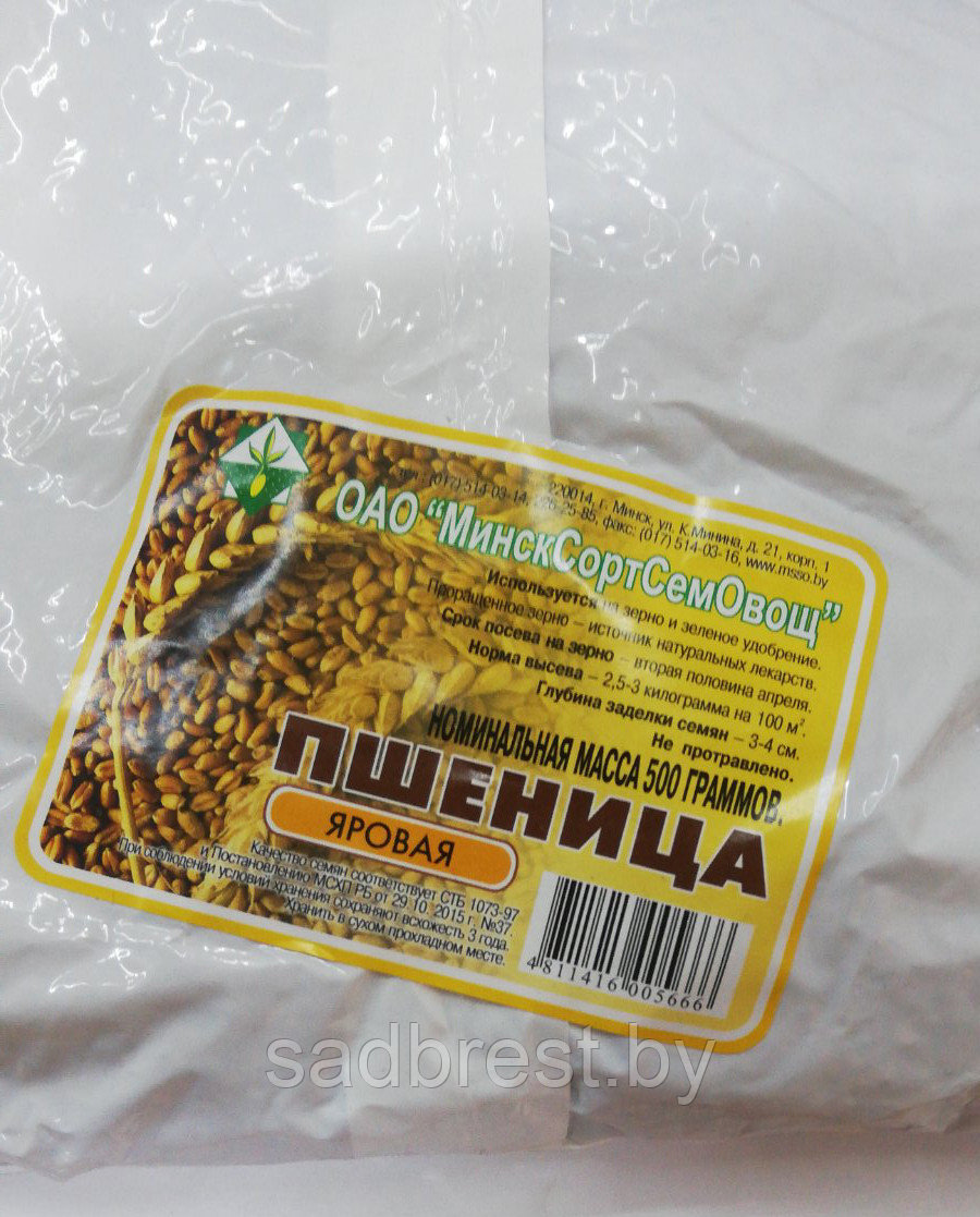 Семена Пшеница яровая сидерат (упаковка 0,5 кг) МССО - фото 1 - id-p122796492
