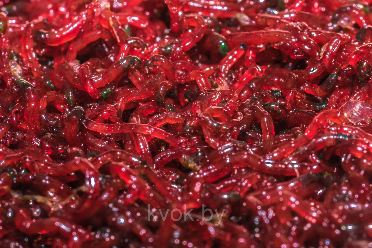 Кормовой мотыль 100гр