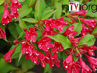 Вейгела "Eva Rathke" (Weigela) C2