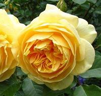 Роза английская Gracham Thomas CLG, саженец