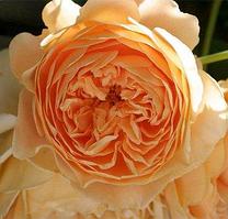 Роза английская Crown Princess Margareta CLG, саженец