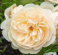 Роза английская Lichfield Angel, саженец