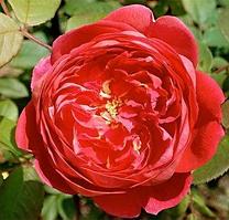 Роза английская Benjamin Britten, саженец