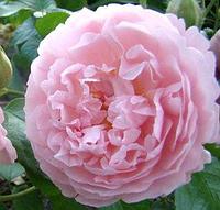 Роза английская Strawberry Hill CLG, саженец