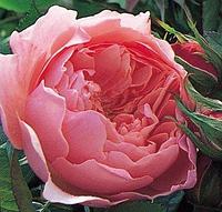 Роза английская The Alnwick Rose, саженец