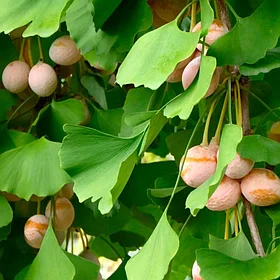 Гинкго билоба (Ginkgo biloba), С2