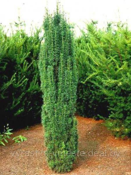 Тис ягодный Фастигиата Робуста (Taxus baccata Fastigiata Robusta) С2, 15-20 см