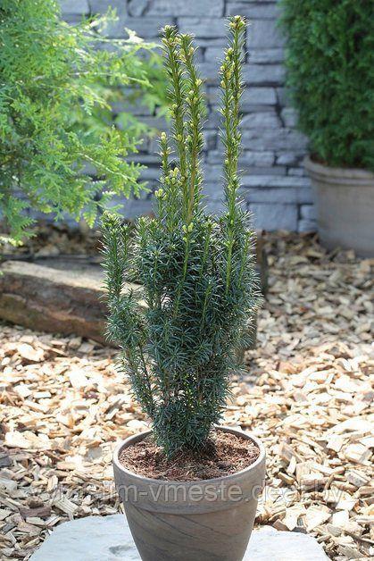 Тис ягодный Фастигиата Робуста (Taxus baccata Fastigiata Robusta) С2, 15-20 см - фото 3 - id-p123077804