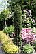 Тис ягодный Фастигиата Робуста (Taxus baccata Fastigiata Robusta) С2, 15-20 см, фото 4