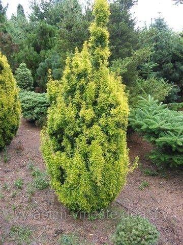 Тис ягодный Давид (Taxus baccata David)