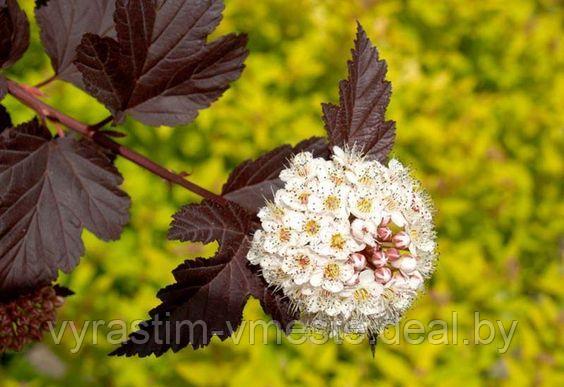 Пузыреплодник калинолистный Дьябло (Physocarpus opulifolius 'Diabolo') - фото 4 - id-p166763304