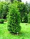 Туя западная Брабант (Thuja occidentalis ‘Brabant’) С 3 выс.60-70 см, фото 6