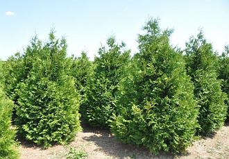 Туя западная "Ваксен" (Thuja occidentalis "Waxen") C5