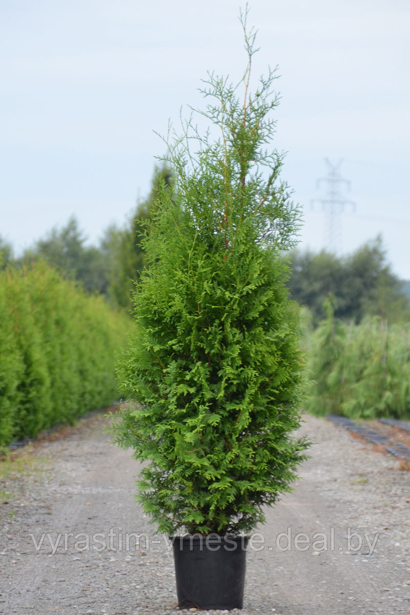 Туя западная Брабант (Thuja occidentalis Brabant ) С20 выс. 110-130см - фото 2 - id-p123140446