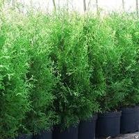 Туя западная Брабант (Thuja occidentalis Brabant ) С20 выс. 110-130см