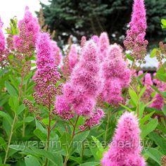 Спирея Билларди (Spiraea billardii) С20, 130-140 см - фото 3 - id-p123140606