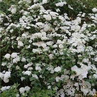 Спирея Вангута Сноу Уайт (Spiraea Vanhouttei Snow White) С2, 60-70 см