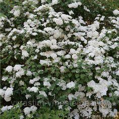 Спирея Вангута Сноу Уайт (Spiraea Vanhouttei Snow White) С2, 60-70 см - фото 1 - id-p123140784