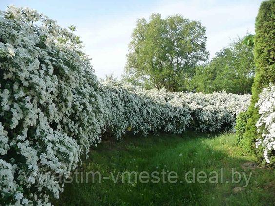 Спирея Вангута Сноу Уайт (Spiraea Vanhouttei Snow White) С2, 60-70 см - фото 2 - id-p123140784