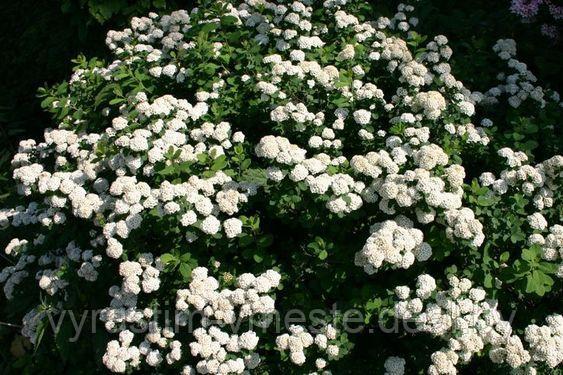 Спирея Вангута Сноу Уайт (Spiraea Vanhouttei Snow White) С2, 60-70 см - фото 3 - id-p123140784