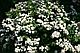 Спирея Вангута Сноу Уайт (Spiraea Vanhouttei Snow White) С2, 60-70 см, фото 3
