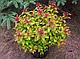 Спирея японская Меджик Карпет (Spiraea japonica Magic Carpet) С1, 20-30 см, фото 3