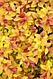 Спирея японская Меджик Карпет (Spiraea japonica Magic Carpet) С1, 20-30 см, фото 2