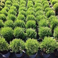 Туя западная Хосери / Хозери (Thuja occidentalis Hoseri) С20 выс. 55-80 см