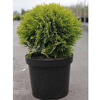 Туя западная Мириам (Thuja occidentalis Mirjam) С5 выс. 30-35см