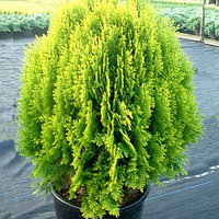 Туя восточная Ауреа Нана (Thuja orientalis Aurea Nana) С3, 30 см