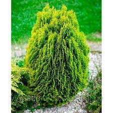 Туя восточная Ауреа Нана (Thuja orientalis Aurea Nana) С3, 30 см - фото 2 - id-p123156391