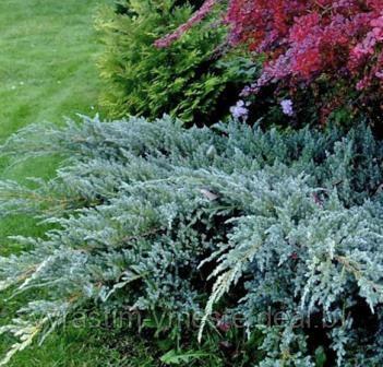 Можжевельник чешуйчатый Блю Карпет (Juniperus squamata 'Blue Carpet ) С3 Д. 30-45 см - фото 2 - id-p3020840