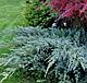 Можжевельник чешуйчатый Блю Карпет (Juniperus squamata 'Blue Carpet’) С3 Д. 30-45 см, фото 2