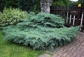 Можжевельник чешуйчатый Блю Карпет (Juniperus squamata 'Blue Carpet ) С3 Д. 30-45 см - фото 3 - id-p3020840