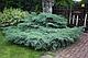 Можжевельник чешуйчатый Блю Карпет (Juniperus squamata 'Blue Carpet’) С3 Д. 30-45 см, фото 3