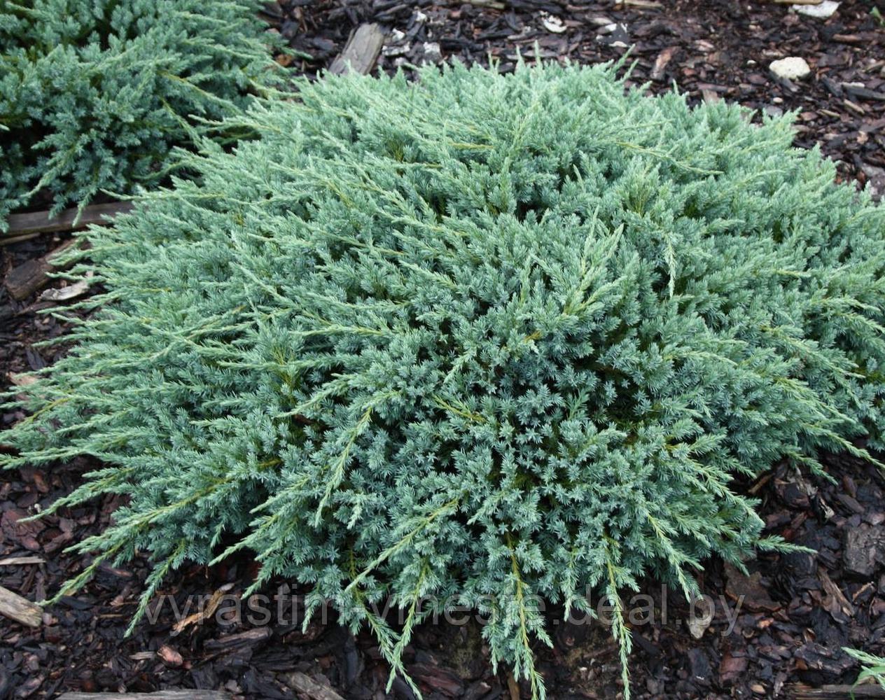 Можжевельник чешуйчатый Блю Карпет (Juniperus squamata 'Blue Carpet ) С3 Д. 30-45 см - фото 4 - id-p3020840