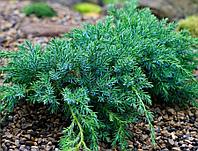 Можжевельник чешуйчатый Блю Карпет (Juniperus squamata 'Blue Carpet ) С3 Д. 30-45 см