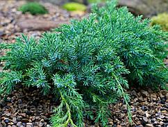 Можжевельник чешуйчатый Блю Карпет (Juniperus squamata 'Blue Carpet’) С3 Д. 30-45 см