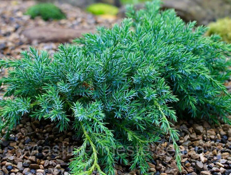 Можжевельник чешуйчатый Блю Карпет (Juniperus squamata 'Blue Carpet ) С3 Д. 30-45 см - фото 1 - id-p3020840