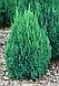 Можжевельник китайский Стрикта  (Juniperus  chinensis ‘Stricta’), С3, выс:30-40см, фото 2