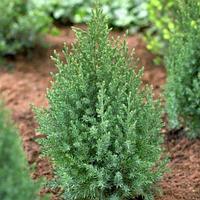 Можжевельник китайский Стрикта  (Juniperus  chinensis ‘Stricta’), С3, выс:30-40см