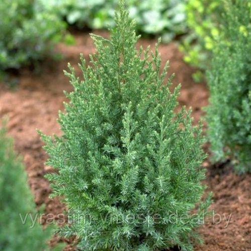 Можжевельник китайский Стрикта (Juniperus chinensis Stricta ), С3, выс:30-40см - фото 1 - id-p49138864