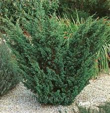 Можжевельник китайский Блау (Juniperus chinensis «Blaauw» ) С5 В.40-50 см