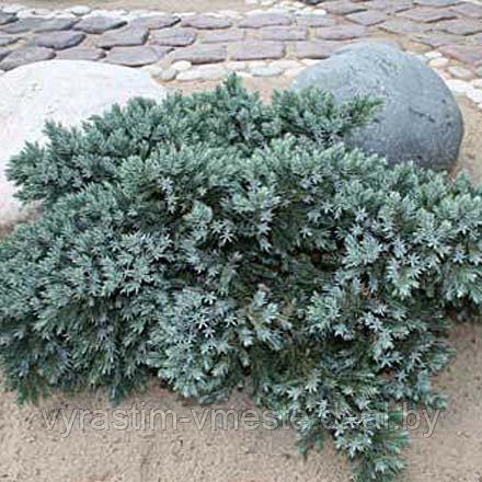 Можжевельник чешуйчатый Блю (Стар Juniperus squamata "Blue Star") С3 В. 15-20 см - фото 4 - id-p48968083