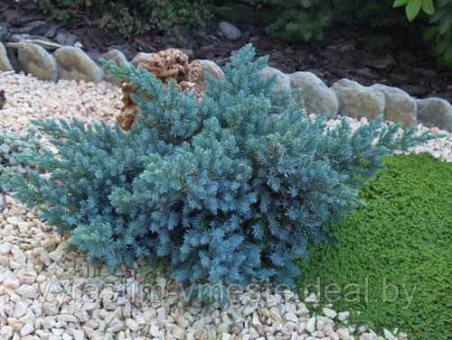 Можжевельник чешуйчатый Блю (Стар Juniperus squamata "Blue Star") С3 В. 15-20 см - фото 5 - id-p48968083